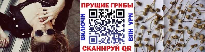 Галлюциногенные грибы мухоморы  хочу наркоту  Алапаевск 